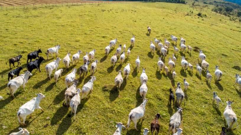 Nutrição animal inteligente é realidade — e Aldo Vendramin aposta nesse avanço.

